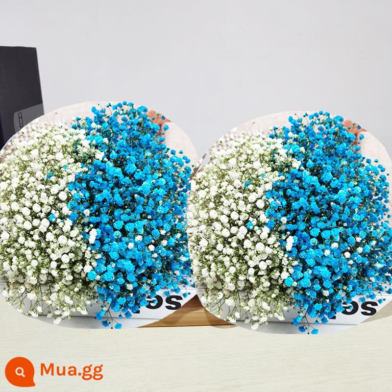 Gypsophila khô hoa trang trí phòng khách trang trí bán buôn gió tự nhiên tươi bình hoa thật quà tặng chất liệu tự làm - Gypsophila xanh + trắng (mua một tặng một, tổng cộng hai bó lớn)