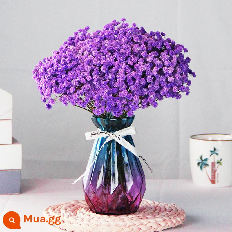 Gypsophila khô hoa trang trí phòng khách trang trí bán buôn gió tự nhiên tươi bình hoa thật quà tặng chất liệu tự làm - Gypsophila Tím + Tặng 15 Bình Kim Cương Nhỏ