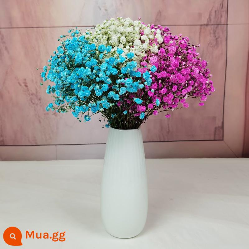 Gypsophila khô hoa trang trí phòng khách trang trí bán buôn gió tự nhiên tươi bình hoa thật quà tặng chất liệu tự làm - Hồng + xanh + trắng hơi thở em bé + tặng bình sứ trắng