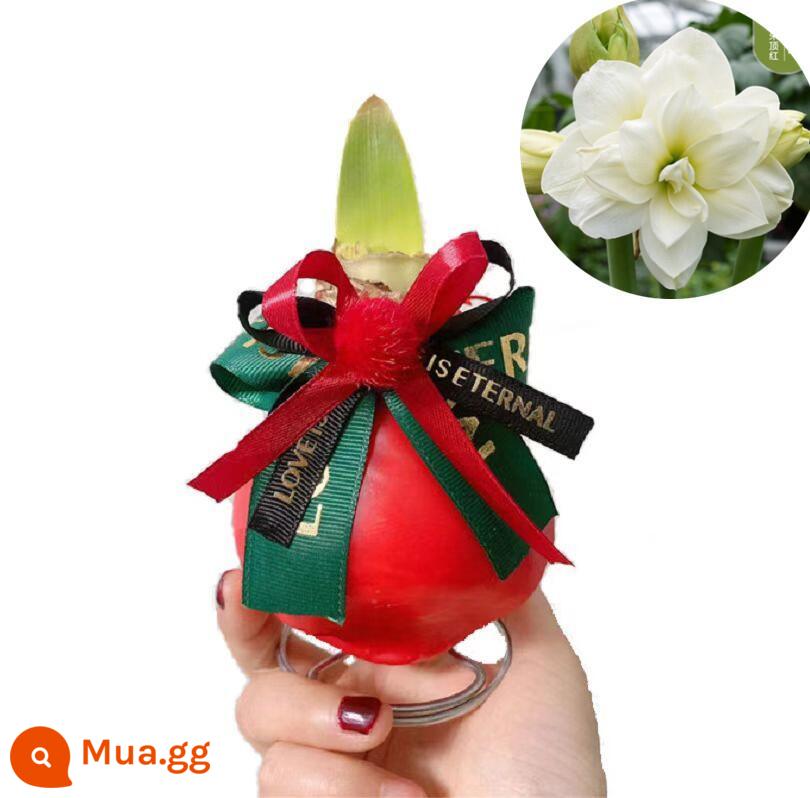 Bóng đèn Hippeastrum kín sáp nhập khẩu hoa đêm giao thừa hai cánh không cần trồng cây lười quà tặng ngày lễ tình nhân giáng sinh - Afrey—Bóng sáp đỏ [Mua ba tặng một]