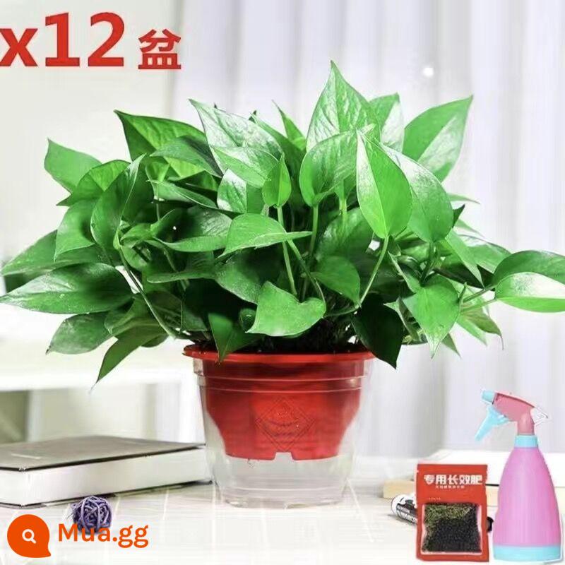 (Hộp cách nhiệt SF) Cây trồng trong chậu Kudzu vàng Hấp thụ Formaldehyde Cây nho dài Cây nhện treo Giỏ lá lớn Cây thủy canh Hoa thủy canh - (12 chậu) Chậu bát giác đỏ 180#, sắn dây vàng + bình tưới phân bón