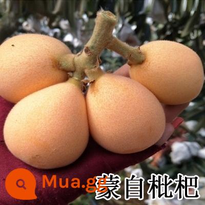 cây giống loquat cây giống loquat không hạt ghép cây loquat không hạt trồng trong chậu kết quả trồng trong năm - Cây giống măng tây 55 tuổi (kết quả năm đó) sẽ được bồi thường nếu cây con chết! !