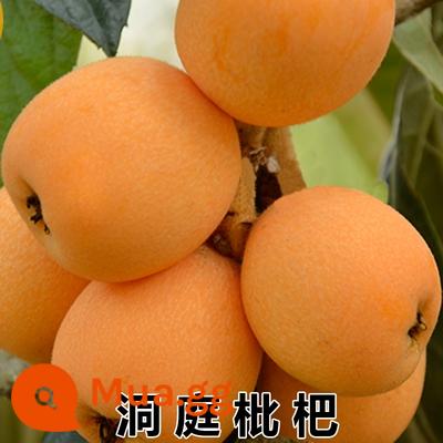 cây giống loquat cây giống loquat không hạt ghép cây loquat không hạt trồng trong chậu kết quả trồng trong năm - Cây giống sơn trà 5 tuổi (ra quả cùng năm) sẽ được bồi thường nếu cây giống chết! !