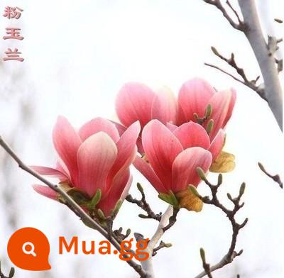 Magnolia Saplings Cây sân lớn Trồng phong cảnh xanh và sân trong màu đỏ tươi, màu đỏ màu vàng tím Magnolia - Hoa mộc lan hồng 3cm [đất bóng giao] có nụ hoa