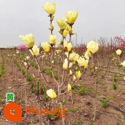 Magnolia Saplings Cây sân lớn Trồng phong cảnh xanh và sân trong màu đỏ tươi, màu đỏ màu vàng tím Magnolia - Hoa mộc lan vàng 3 cm [đất bóng giao] có nụ hoa