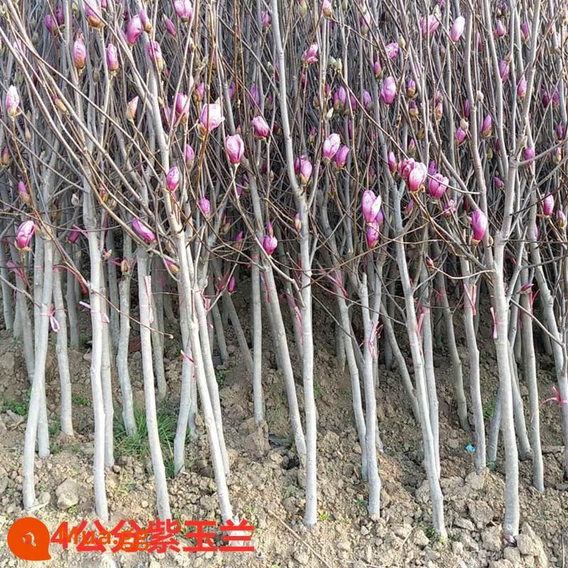 Magnolia Saplings Cây sân lớn Trồng phong cảnh xanh và sân trong màu đỏ tươi, màu đỏ màu vàng tím Magnolia - Đường kính 4 cm [Ưu tiên cho sân trong] Ghi chú giống