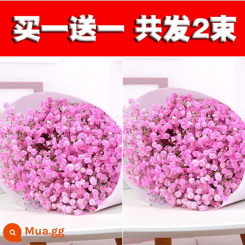 Bình đầy sao bó hoa khô hoa tươi trang trí phòng khách tự nhiên trang trí phòng ngủ cắm hoa tại nhà - Gypsophila hồng [Mua 1 bó tặng 1 bó]