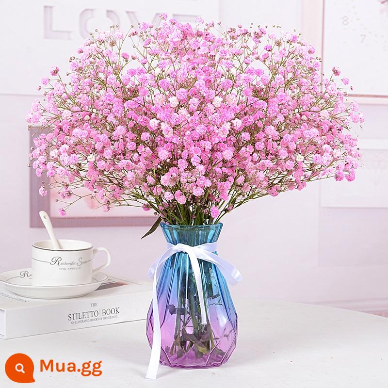 Bình đầy sao bó hoa khô hoa tươi trang trí phòng khách tự nhiên trang trí phòng ngủ cắm hoa tại nhà - Gypsophila hồng [có bình]