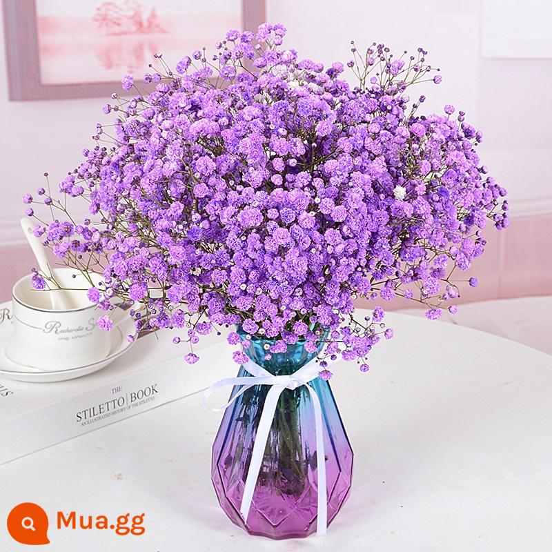 Bình đầy sao bó hoa khô hoa tươi trang trí phòng khách tự nhiên trang trí phòng ngủ cắm hoa tại nhà - Gypsophila tím [có bình]