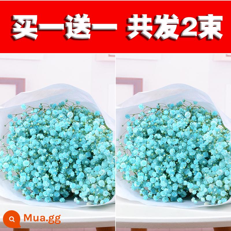 Bình đầy sao bó hoa khô hoa tươi trang trí phòng khách tự nhiên trang trí phòng ngủ cắm hoa tại nhà - Gypsophila xanh [Mua 1 bó tặng 1 bó]