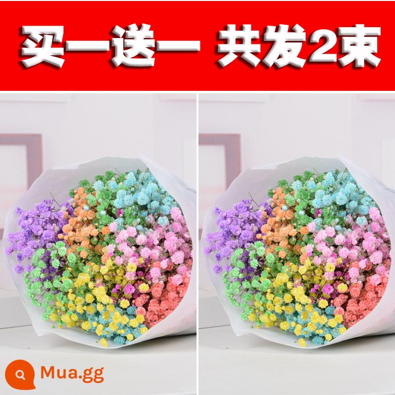 Bình đầy sao bó hoa khô hoa tươi trang trí phòng khách tự nhiên trang trí phòng ngủ cắm hoa tại nhà - Gypsophila nhiều màu sắc [Mua 1 bó tặng 1 bó]