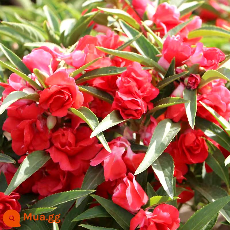 Hạt giống hoa cánh kép màu trắng hoa mùa thu trồng hoa bốn mùa gieo hoa ban công hạt giống hoa sân - Double Impatiens Red 500 viên + tặng 2 gói phân bón, mua 2 tặng 1