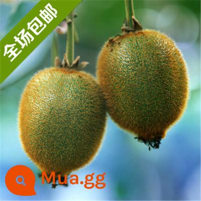 cây giống trái kiwi trái tim đỏ trái lớn bắc nam trồng chậu đất trái tim vàng mềm táo tàu trái kiwi cây trái cây giống năm đó kết quả - Cây giống Hongmei 5 tuổi ra quả cùng năm [mua một tặng một]