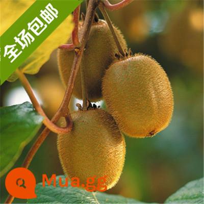 cây giống trái kiwi trái tim đỏ trái lớn bắc nam trồng chậu đất trái tim vàng mềm táo tàu trái kiwi cây trái cây giống năm đó kết quả - Cây giống Jinxia 5 tuổi ra quả cùng năm [mua một tặng một]