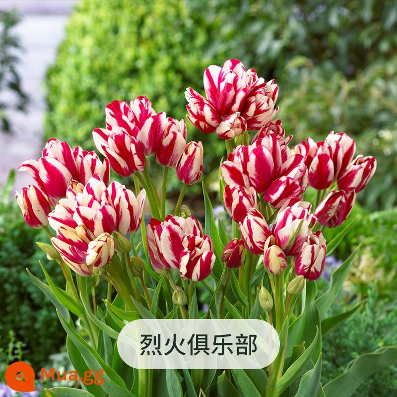 Heidi Vườn Hoa Tulip Bóng Tự Nhiên Ban Công Chậu Hoa Nhập Khẩu Bóng Đèn Vật Có Hoa Chậu Cây - Câu lạc bộ lửa bóng tự nhiên 14/12 (Bộ 5 quả bóng) [Một quả bóng có thể tạo ra nhiều bông hoa]