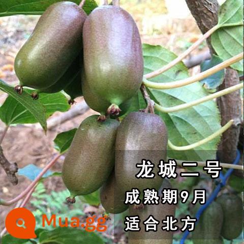 cây giống trái kiwi táo tàu mềm cây ăn trái trồng chậu bắc nam trồng cây giống trái kiwi tim vàng trái tim đỏ năm đó quả - Táo tàu mềm Long Thành số 2 [có đất và lá] cây giống cốc