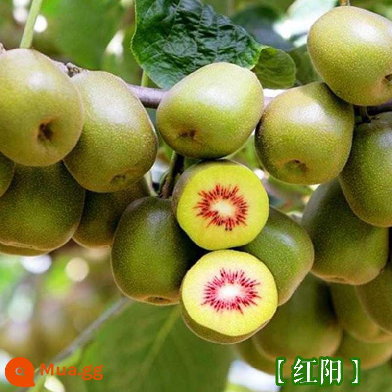 cây giống trái kiwi táo tàu mềm cây ăn trái trồng chậu bắc nam trồng cây giống trái kiwi tim vàng trái tim đỏ năm đó quả - Quả Kiwi Hongyang [Cây giống 5 tuổi mua một tặng một]