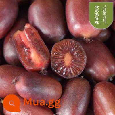 cây giống trái kiwi táo tàu mềm cây ăn trái trồng chậu bắc nam trồng cây giống trái kiwi tim vàng trái tim đỏ năm đó quả - Táo tàu mềm màu đỏ tháng 9 [với đất và lá] cây con trong cốc