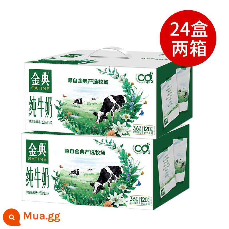 Tháng 11 Sữa Yili Sữa nguyên chất Jindian 250ml*12 hộp 24 hộp ml đóng gạch vô trùng cho người lớn và trẻ em ăn sáng - [Sản xuất tháng 9] Sữa nguyên chất Jindian 250ml * 24 hộp