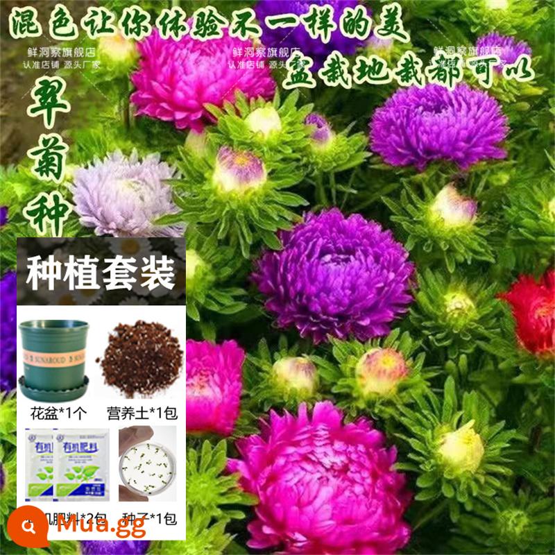 Hạt giống bạc hà ăn được trong nhà và ngoài trời hạt giống bạc hà chanh catnip trong nhà cho tất cả các mùa gieo cây và hoa - Kẹo hoa cúc 500 viên + chậu hoa + đất + 2 bao phân bón [Mua 2 tặng 1]