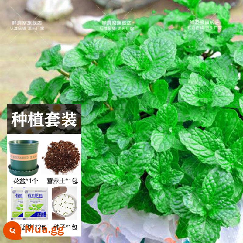 Hạt giống bạc hà ăn được trong nhà và ngoài trời hạt giống bạc hà chanh catnip trong nhà cho tất cả các mùa gieo cây và hoa - Bạc hà 1000 viên + chậu hoa + đất + 2 túi phân bón [Mua 2 tặng 1]