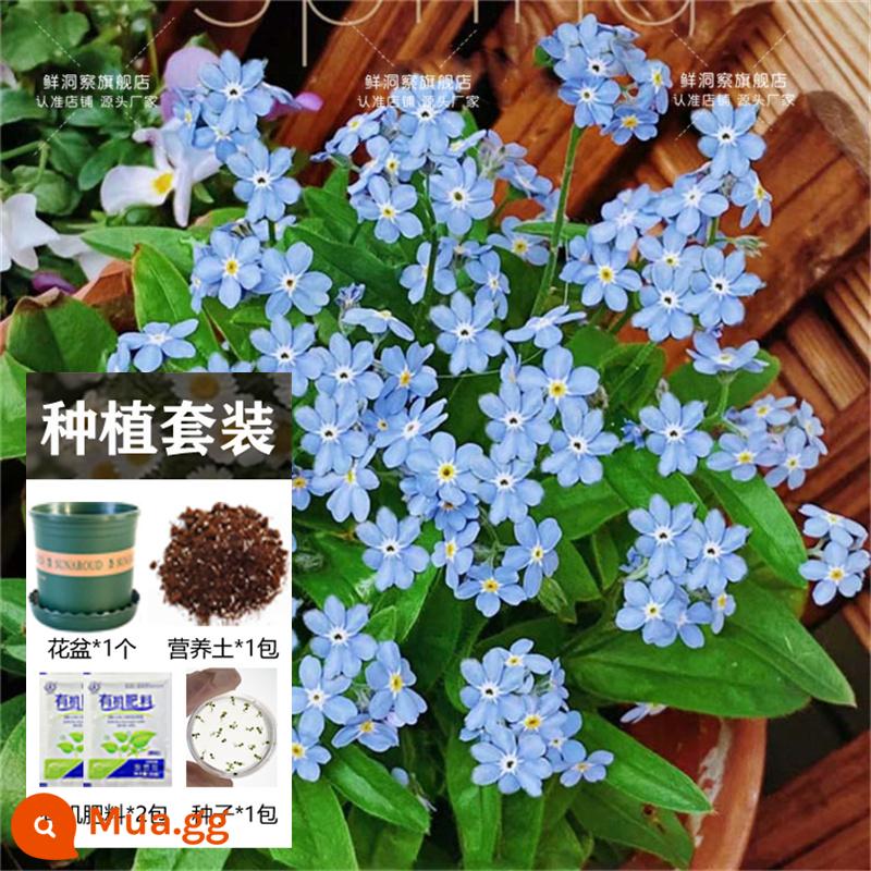 Hạt giống bạc hà ăn được trong nhà và ngoài trời hạt giống bạc hà chanh catnip trong nhà cho tất cả các mùa gieo cây và hoa - Đừng quên tôi 200 viên + chậu hoa + đất + 2 túi phân bón [Mua 2 tặng 1]