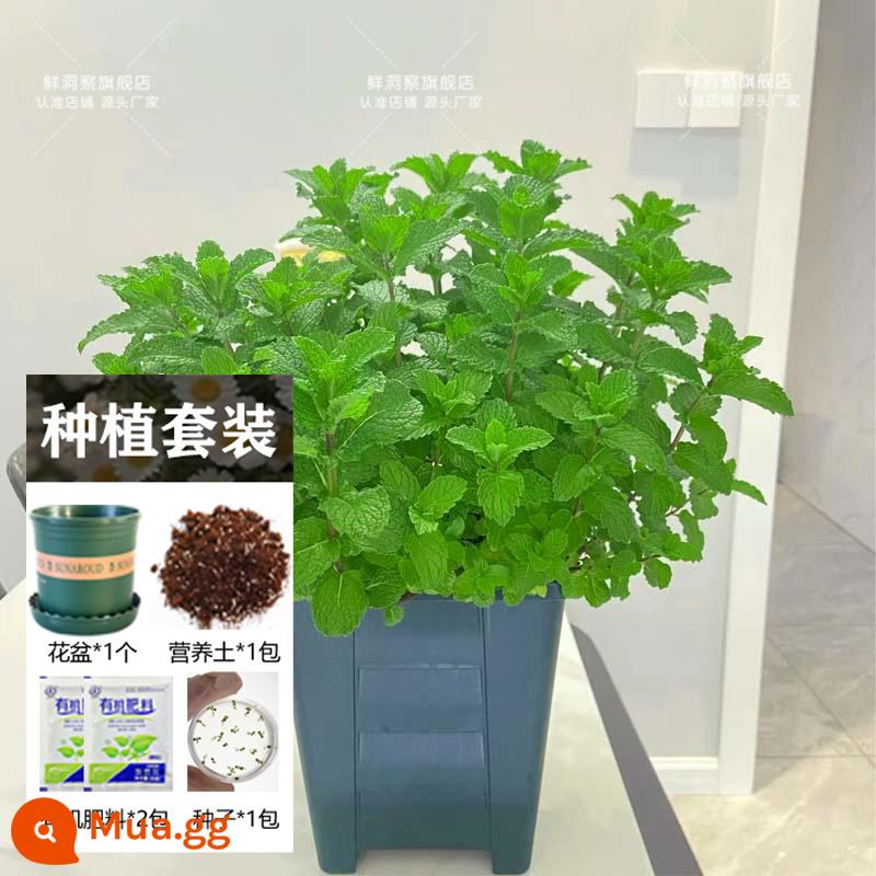 Hạt giống bạc hà ăn được trong nhà và ngoài trời hạt giống bạc hà chanh catnip trong nhà cho tất cả các mùa gieo cây và hoa - Bạc hà chanh 1000 viên + chậu hoa + đất + 2 túi phân bón [Mua 2 tặng 1]