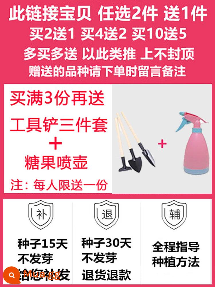 Hạt giống bạc hà ăn được trong nhà và ngoài trời hạt giống bạc hà chanh catnip trong nhà cho tất cả các mùa gieo cây và hoa - Sự kiện/Chọn 3 vật phẩm nhận ngay bộ ba bình tưới nước + xẻng [Mua hai tặng một]