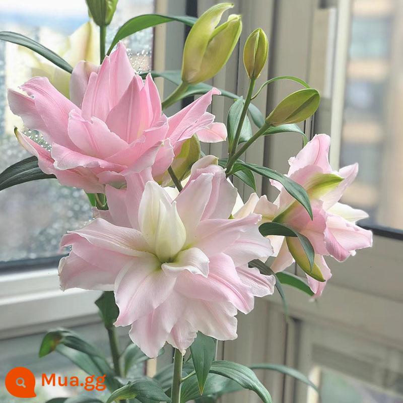 Hoa lily bóng đèn trồng trong nhà và ngoài trời bốn mùa thức ăn tốt hạt giống cây trồng tulip đất trồng thủy canh - [A10] Trọng lượng bột 5 viên + phân bón mua 3 tặng 1