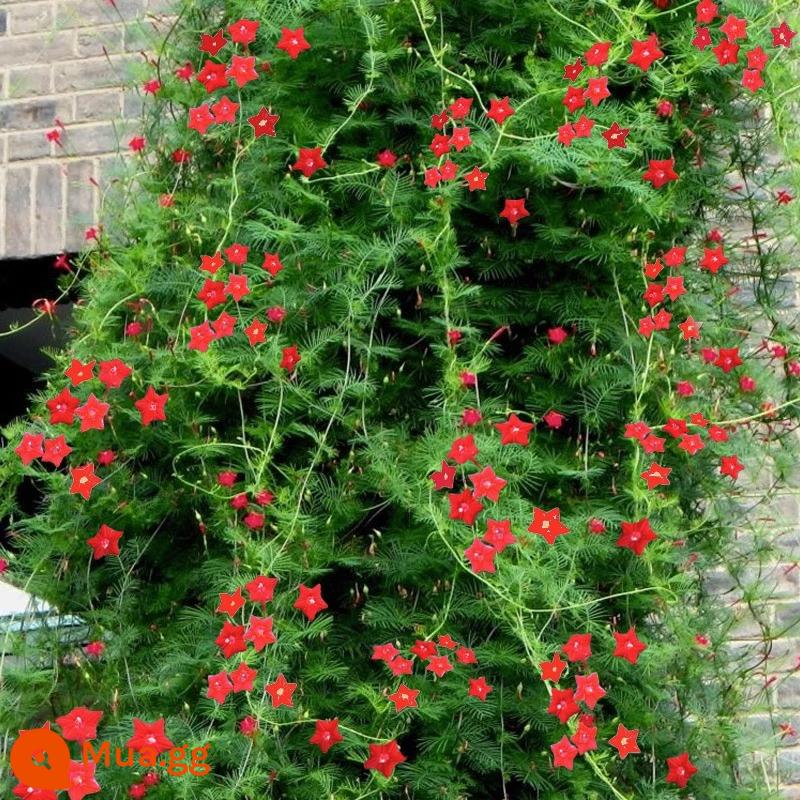 Hạt giống hoa thì là Featherleaf, hạt giống cây hoa leo, cây trồng trong chậu trong nhà và ngoài trời, hạt giống hoa bốn mùa, hoa anh túc hai cánh - Iris Red 100 viên + phân [Mua 2 tặng 1]