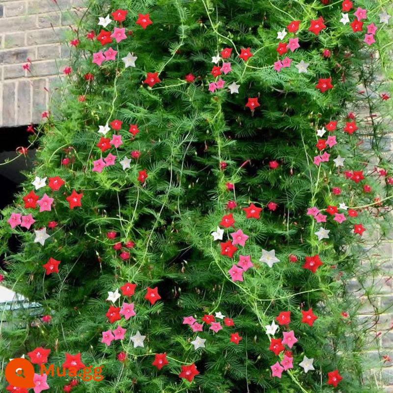 Hạt giống hoa thì là Featherleaf, hạt giống cây hoa leo, cây trồng trong chậu trong nhà và ngoài trời, hạt giống hoa bốn mùa, hoa anh túc hai cánh - Feather Lá Orioles hỗn hợp màu 100 viên + phân bón [Mua 2 tặng 1]