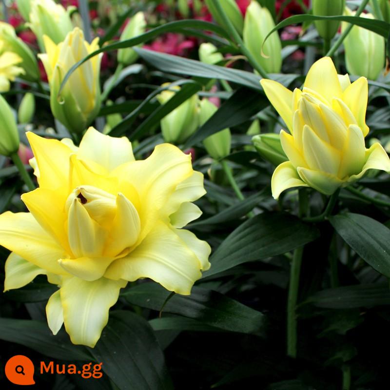 Hoa loa kèn củ nhập khẩu hoa bốn mùa dễ sống hoa trồng trong nhà hoa chậu hạt giống hoa tulip - A4 cánh hoa kép màu vàng 5 quả bóng + phân bón [không bao gồm đất trồng chậu]