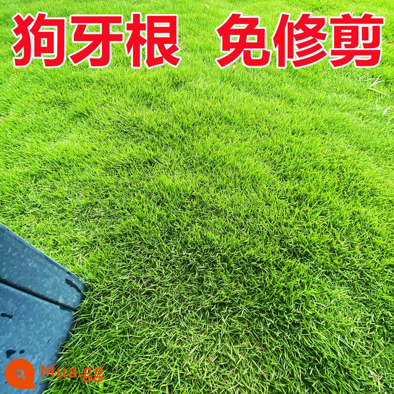 Hạt giống cỏ cỏ bốn mùa thường xanh bảo vệ mái dốc bermudagrass Manila hạt giống cỏ thảm Bermuda hạt giống lúa mạch đen - 1 pound hạt cỏ bermuda [không cần cắt tỉa đối với cây lùn]