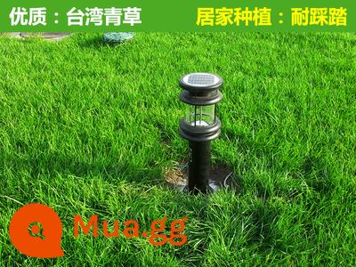 Hạt giống cỏ cỏ bốn mùa thường xanh bảo vệ mái dốc Bermudagrass Manila thảm cỏ ấu trùng phủ xanh vườn lúa mạch đen hạt giống cỏ - Gói 5 Jin xanh Đài Loan [Xanh cộng đồng]