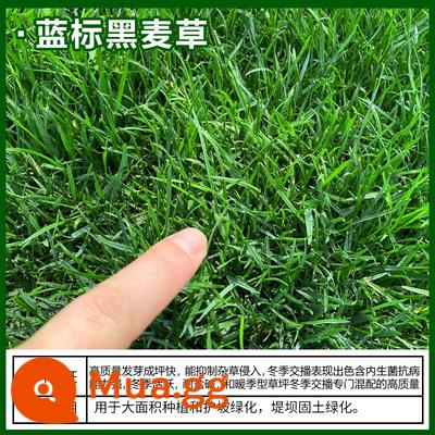 Hạt giống cỏ cỏ bốn mùa thường xanh bảo vệ mái dốc bermudagrass Manila hạt giống cỏ thảm Bermuda hạt giống lúa mạch đen - 5 pound hạt lúa mạch đen [tăng trưởng nhanh]