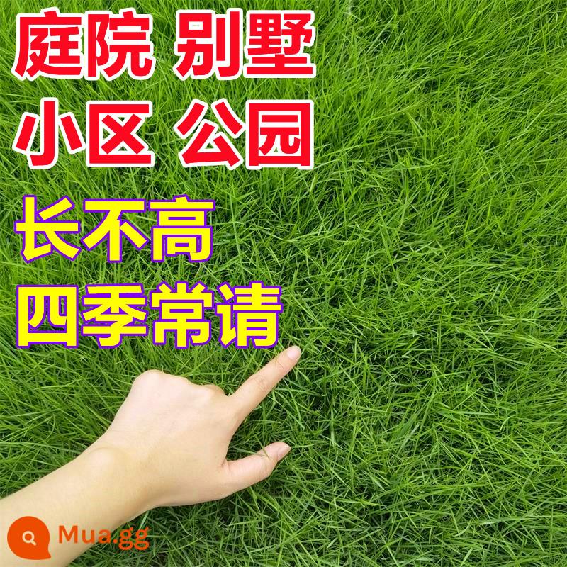 Hạt giống cỏ cỏ bốn mùa thường xanh bảo vệ mái dốc bermudagrass Manila hạt giống cỏ thảm Bermuda hạt giống lúa mạch đen - 1 jin hạt giống Manila [người lùn không cần cắt tỉa]