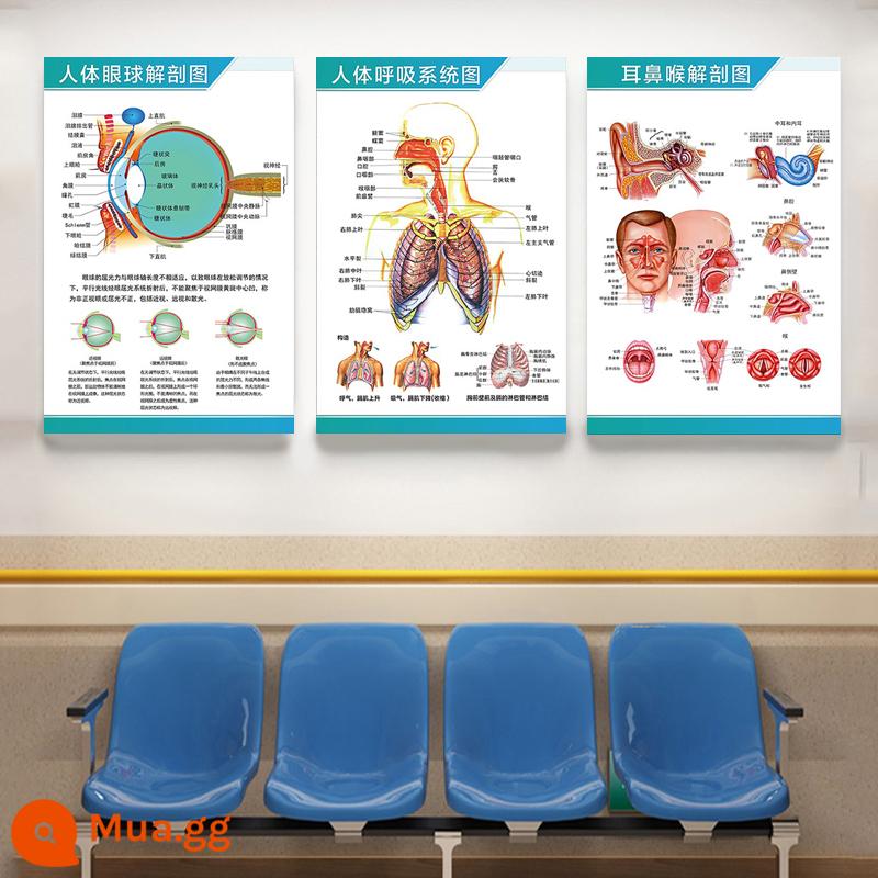 Giải phẫu con người nghiên cứu màu sắc sơ đồ cấu trúc xương thần kinh cơ nội tạng sáu cơ quan nội tạng bạch huyết bào sơ đồ nội tạng biểu đồ tường - 3 Đặc Biệt-3