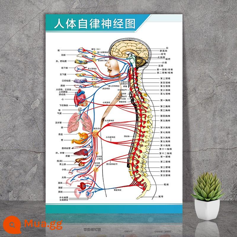 Giải phẫu con người nghiên cứu màu sắc sơ đồ cấu trúc xương thần kinh cơ nội tạng sáu cơ quan nội tạng bạch huyết bào sơ đồ nội tạng biểu đồ tường - Sơ đồ hệ thống thần kinh tự trị của con người