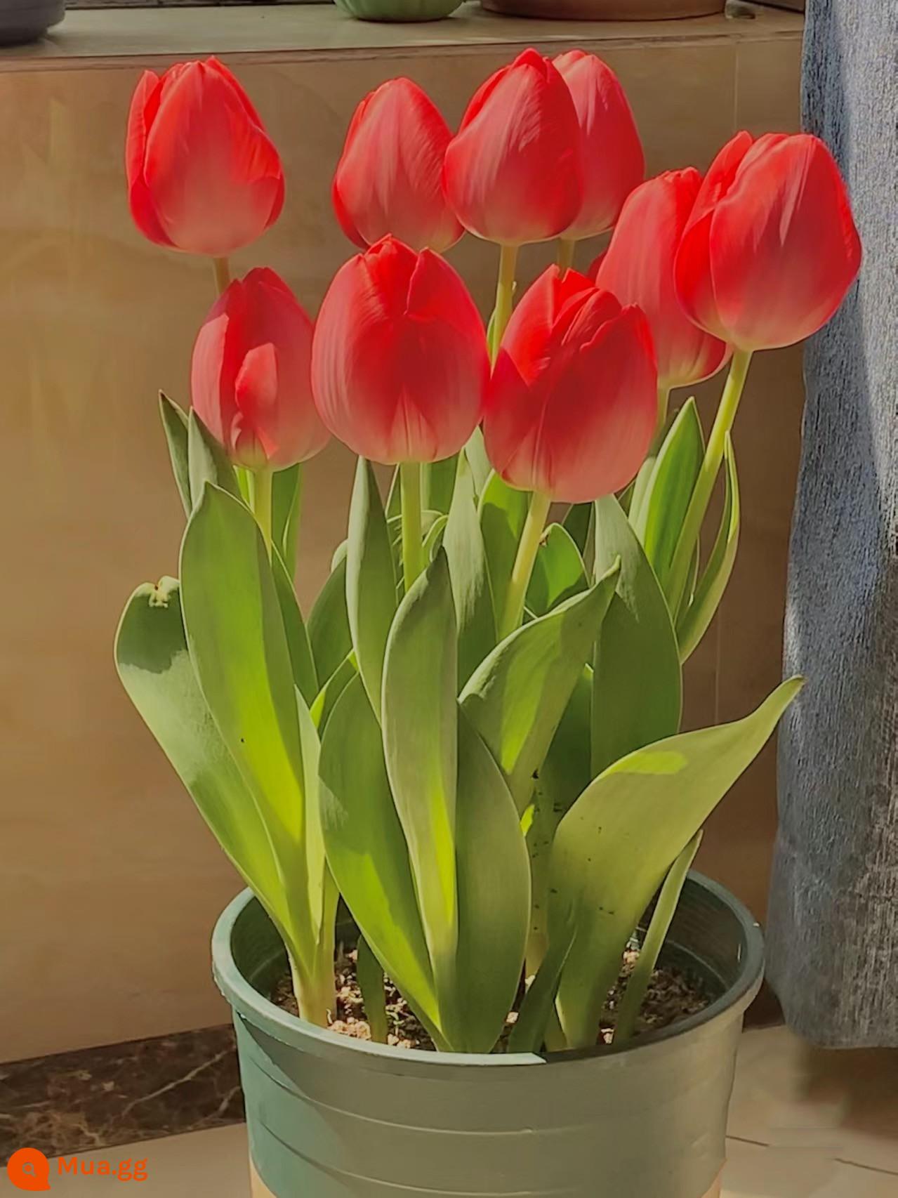 10 giống hoa tulip trồng chậu ban công nhập khẩu từ Hà Lan, củ to, hoa kép ra hoa quanh năm, dễ trồng trong đất - Hoa tulip Trường An đỏ 10 quả + phân bón hoa + dung dịch dinh dưỡng + carbendazim