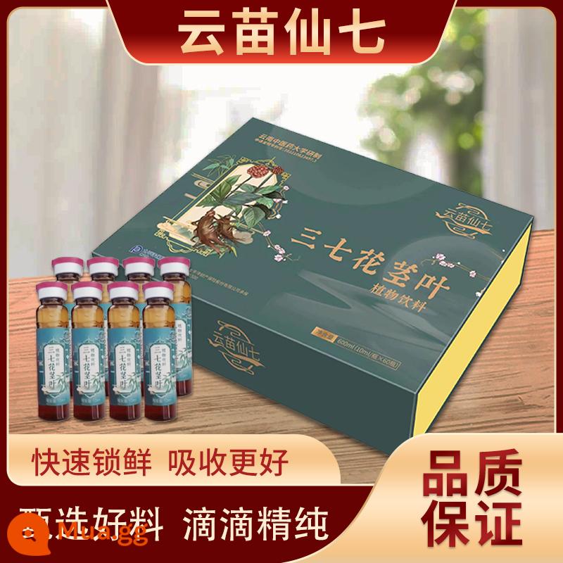 Đích thực Vân Nam Wenshan tươi Panax notoginseng Tinh chất uống Chất lỏng tươi Toàn bộ nguyên sinh thực vật Panax notoginseng Hoa Golden Seven Fresh Shangzhen với cùng một phong cách - [10ml*60 miếng] Hộp đơn, phí vận chuyển đắt