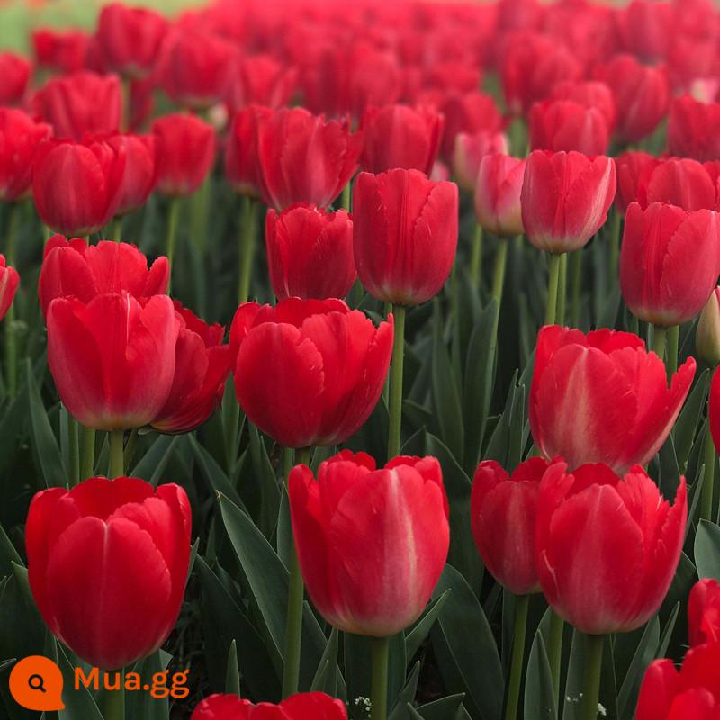 Bộ 5 nước hoa tulip trồng bộ chai thủy tinh tròn lớn nhập khẩu củ bốn mùa hoa thu đông cây chịu lạnh - Tulip Rescue 5 miếng + chai thủy tinh + sỏi trắng + dung dịch dinh dưỡng