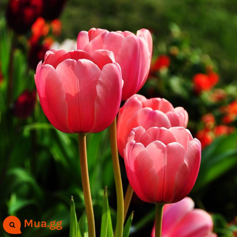 Bộ 5 nước hoa tulip trồng bộ chai thủy tinh tròn lớn nhập khẩu củ bốn mùa hoa thu đông cây chịu lạnh - Tulip concept ấn tượng 5 miếng + chai thủy tinh + sỏi trắng + dung dịch dinh dưỡng