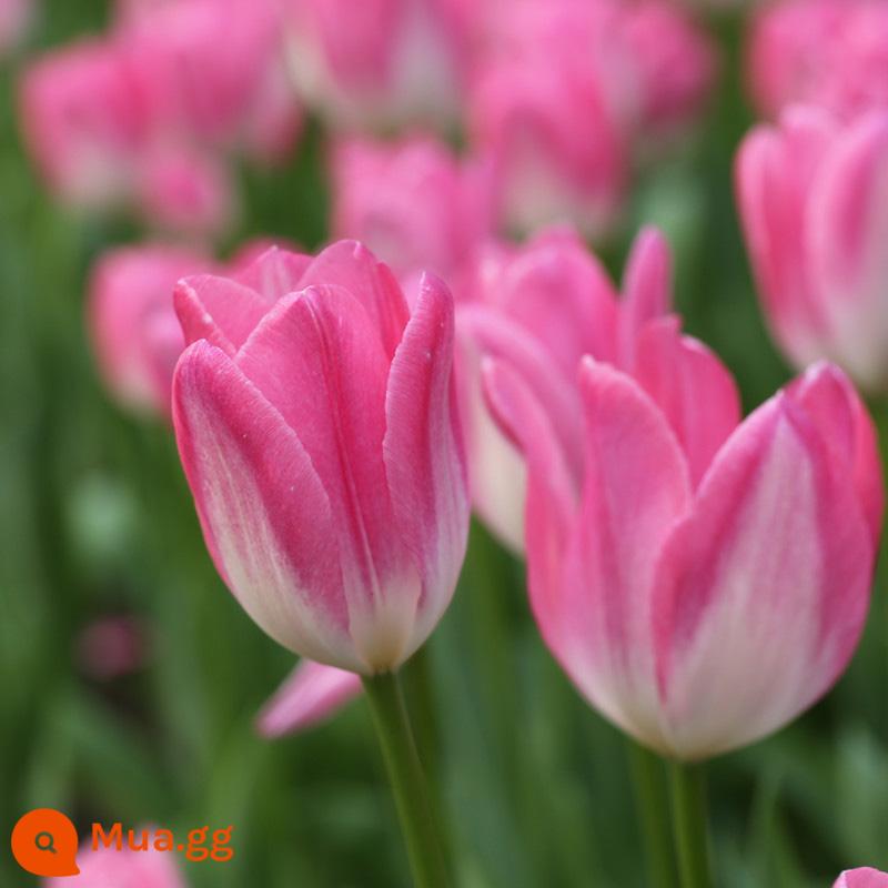 Bộ 5 nước hoa tulip trồng bộ chai thủy tinh tròn lớn nhập khẩu củ bốn mùa hoa thu đông cây chịu lạnh - Tulip Royal No. 10 5 miếng + chai thủy tinh + sỏi trắng + dung dịch dinh dưỡng