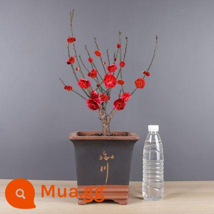 Wintersweet hoa cây non trong chậu hoa mận cây cảnh wintersweet cọc cũ chịu lạnh cây hoa có mùi thơm mạnh cây giống hoa ban công trong nhà - Mận đỏ 6 tuổi chọn lọc (bóng đất nguyên gốc có nụ hoa, nở hoa trong vòng hai tháng sau khi trồng)