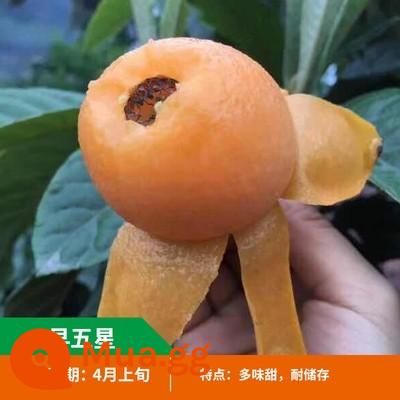 cây loquat không hạt hạt to đường hạt to cây năm sao ghép cây giống loquat ghép trồng khắp các miền nam bắc - Chọn 5 tuổi sớm năm sao [có lá và cành, đảm bảo sống sót] cây con chết đảm bảo được bồi thường