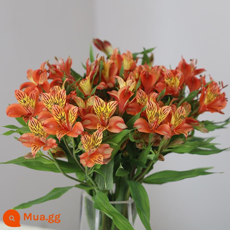 Bó hoa hương lily cơ sở Vân Nam giao hàng trực tiếp cùng thành phố giao hoa hướng dương đậu đỏ quà sinh nhật hoa thủy canh - 10 bông hoa thủy tiên (có chất bảo quản)