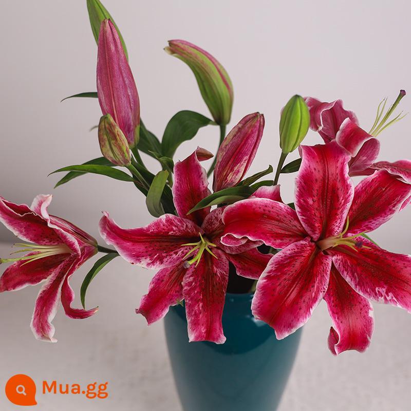 Bó hoa hương lily cơ sở Vân Nam giao hàng trực tiếp cùng thành phố giao hoa hướng dương đậu đỏ quà sinh nhật hoa thủy canh - 10 mỹ nhân da đen (không chất bảo quản)