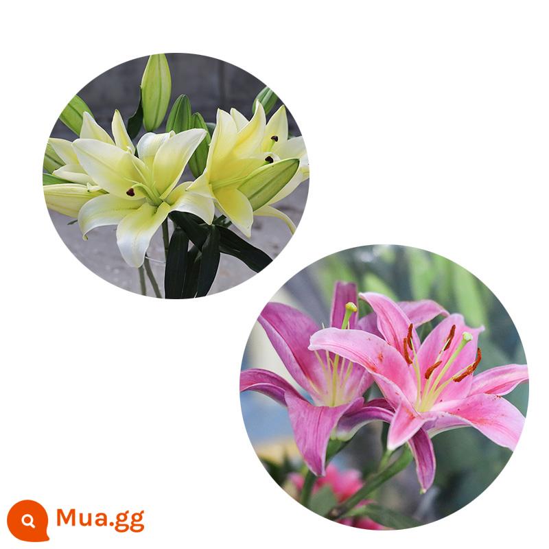 Bó hoa hương lily cơ sở Vân Nam giao hàng trực tiếp cùng thành phố giao hoa hướng dương đậu đỏ quà sinh nhật hoa thủy canh - 10 bông huệ hồng + 10 bông huệ vàng (đã bao gồm chất bảo quản)