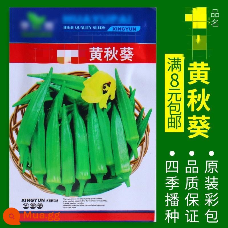 Hạt giống rau bốn mùa: Rau mùi, rau bina, rau xanh, hành lá, bắp cải lúa mì, hạt cà rốt, dưa chuột, hạt giống xà lách miền Nam - Khoảng 50 miếng đậu bắp