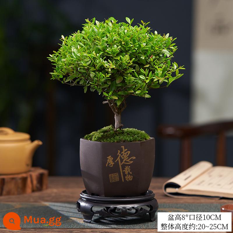 Nan đỏ lá nhỏ Cọc bonsai cây giống cây hoa tiểu cảnh thủy canh văn phòng tốt cho cây trồng trong chậu thường xanh bốn mùa - Aknan lá nhỏ 3 tuổi + chậu gốm Houde + khay retro [rêu tươi miễn phí]